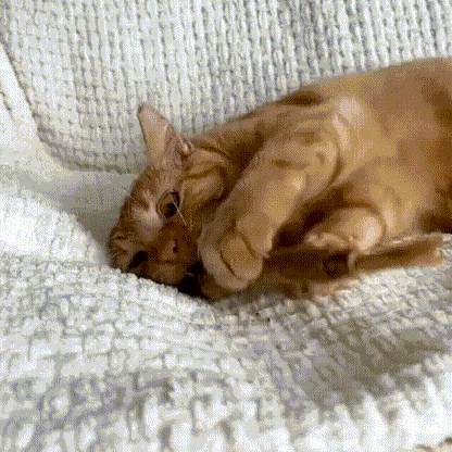 Purrsticks™ - Bâtonnets dentaires naturels au matatabi